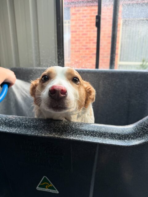 Spa day for Nala 🤎