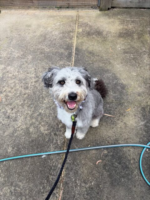 Oscar after this pamper session 🩶🫧