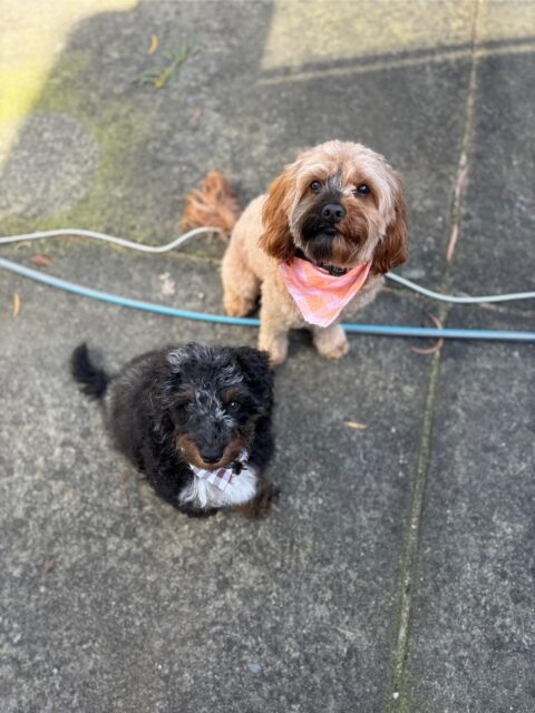 Murphy’s first wash & tidy, with big brother Chunk by his side 🛁🤍