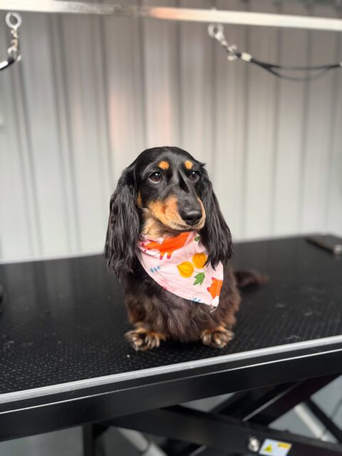 One dachshund isn’t enough 🥰🫧