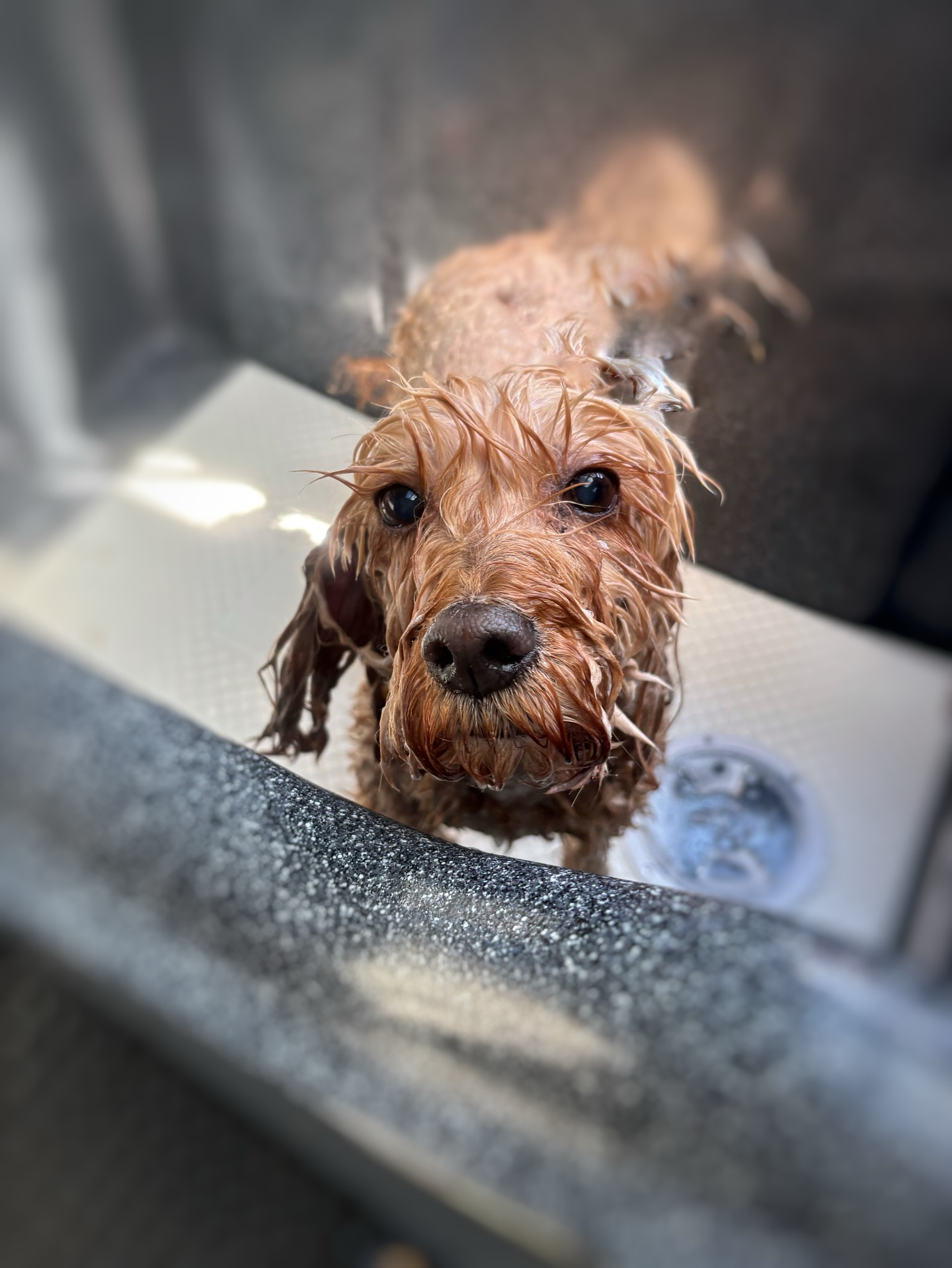 Soapy ears and soggy paws - April is just the cutest! 🫧🤍