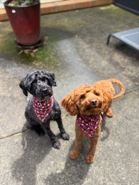 The cutest duo 🧡🐾