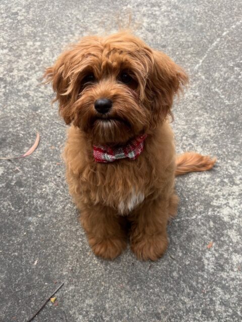 Lucy’s first groom 🤍