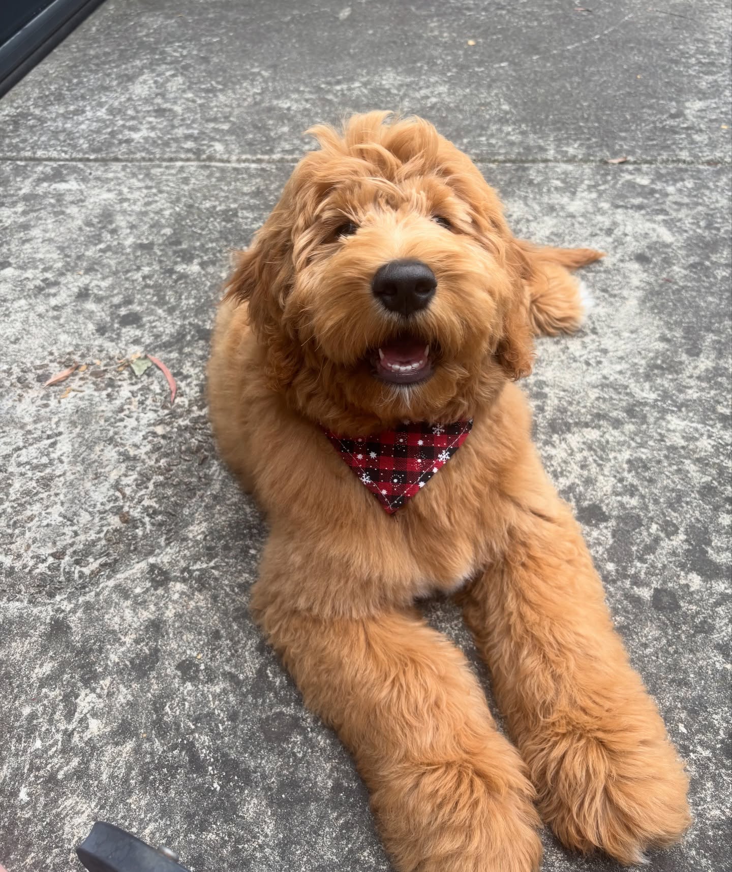 Sullys first groom♥️