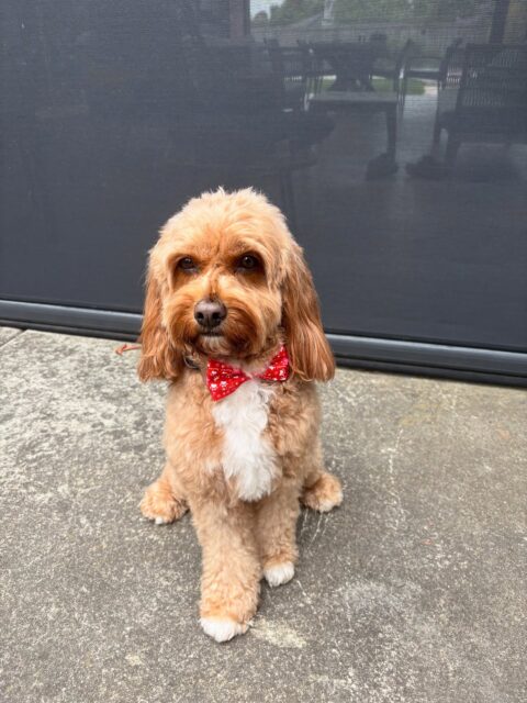 Bowie & Chunk ready for Christmas 💚❤️