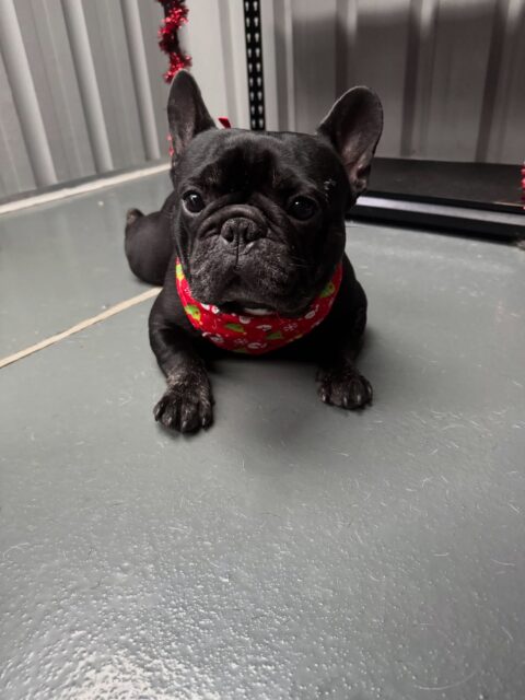 Triple the frenchie, triple the trouble 🤎