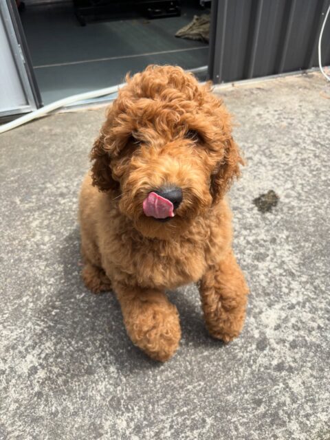 Winstons first puppy groom🤎