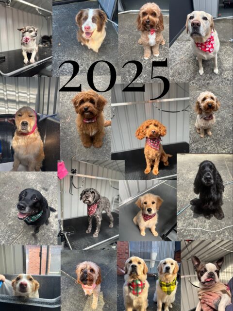 What a year 🐾
I’m so incredibly grateful for every single client, pup, message, share and recommendation. Thank you for trusting me with your fur babies and supporting my small business. I can’t wait to see what the next year brings 🤍