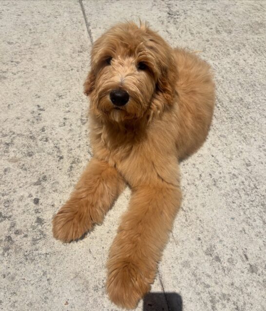 I’ll never get sick of puppy grooms 💛

#langwarrindoggrooming #groodle #langwarrin #puppygroom