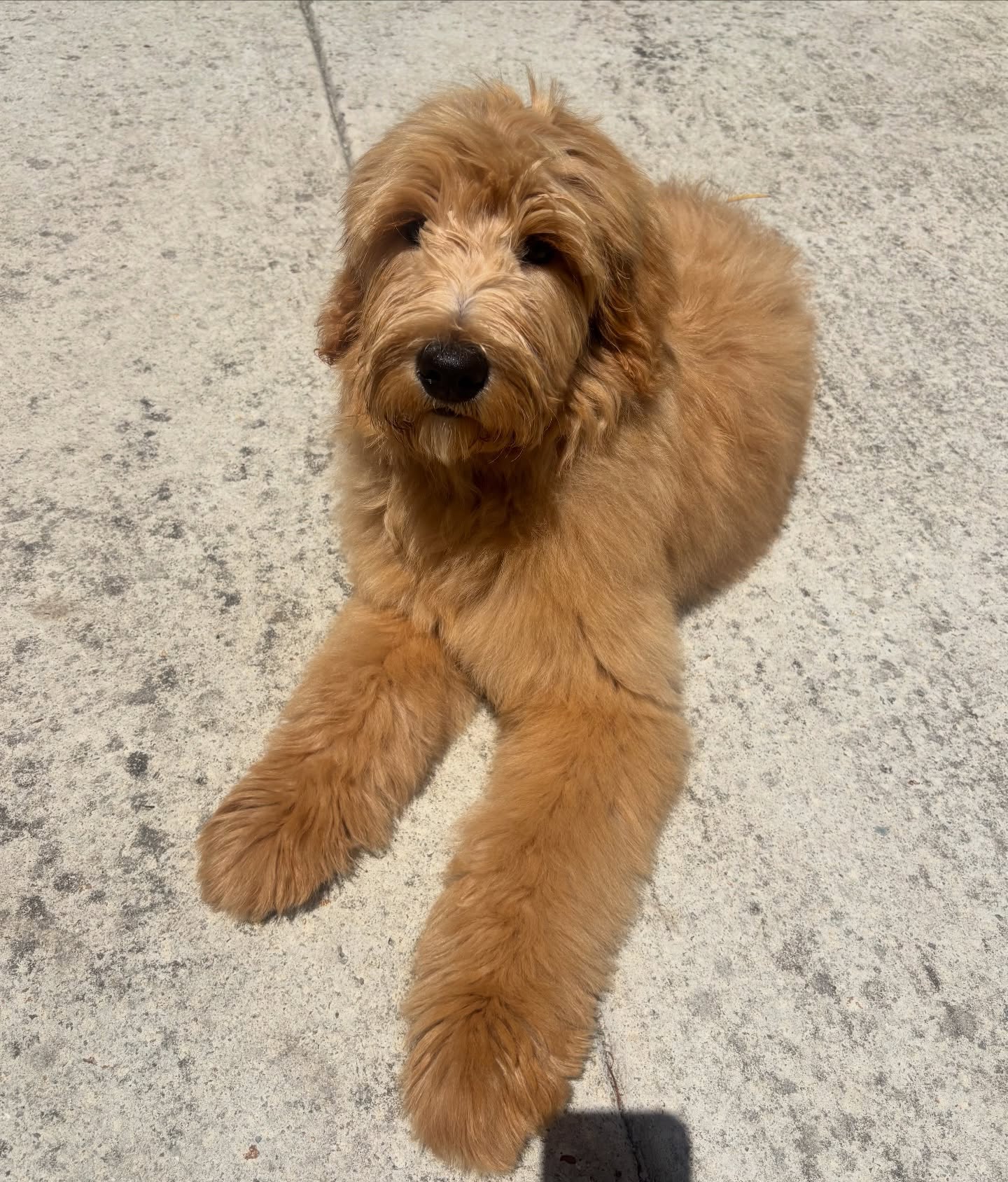 I’ll never get sick of puppy grooms 💛

#langwarrindoggrooming #groodle #langwarrin #puppygroom