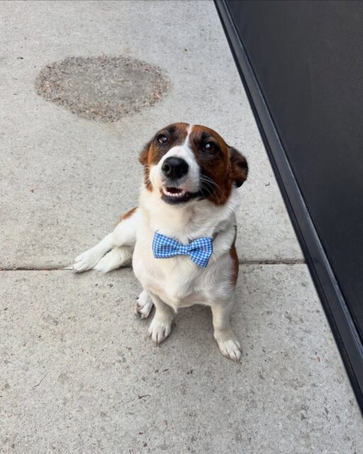 Bella 🩵

#langwarrindoggrooming #jackrussell #langwarrin