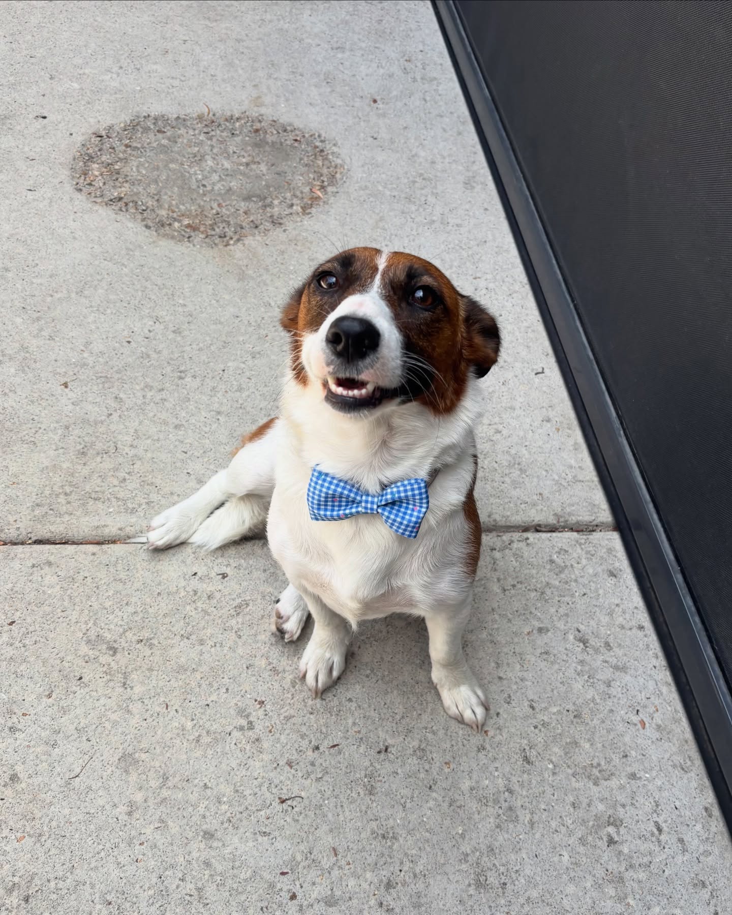 Bella 🩵

#langwarrindoggrooming #jackrussell #langwarrin