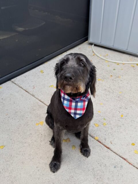 Smudge 🖤

#langwarrindoggrooming #labradoodle #langwarrin
