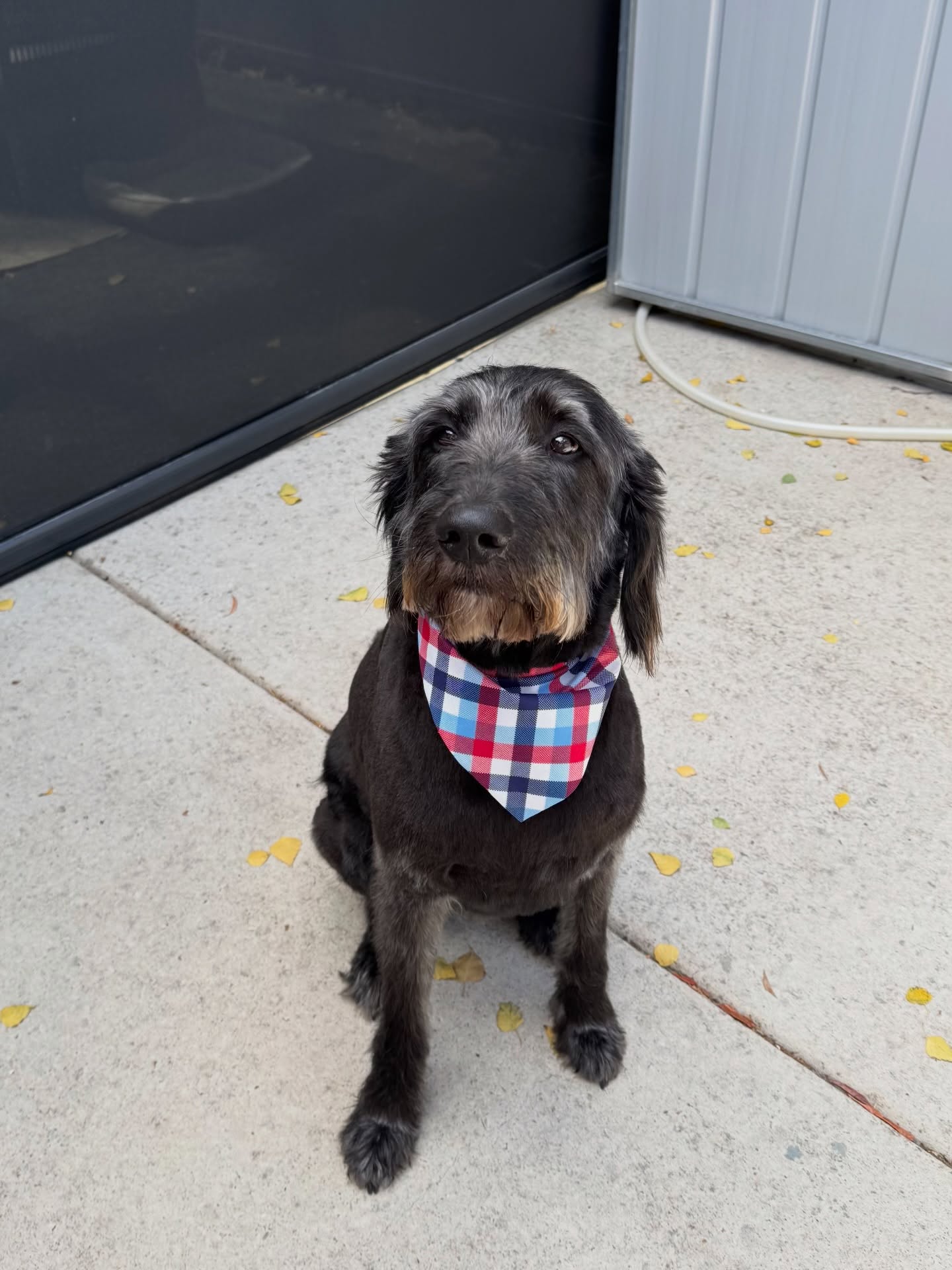 Smudge 🖤

#langwarrindoggrooming #labradoodle #langwarrin