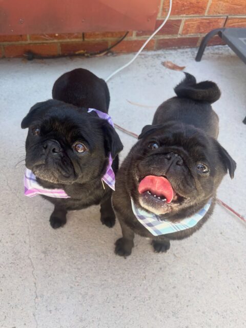 Chip & Nacho 💜🩵

#pugs #langwarrindoggrooming #langwarrin