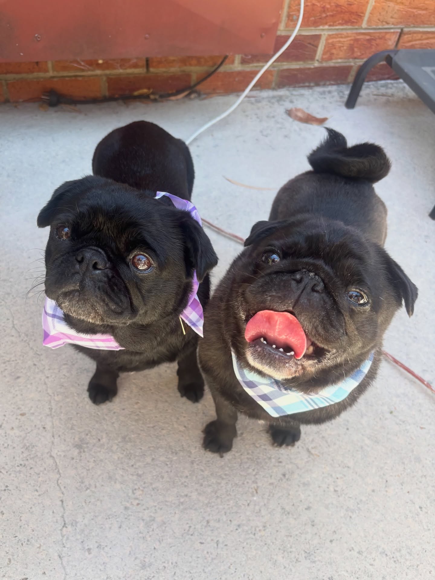 Chip & Nacho 💜🩵

#pugs #langwarrindoggrooming #langwarrin