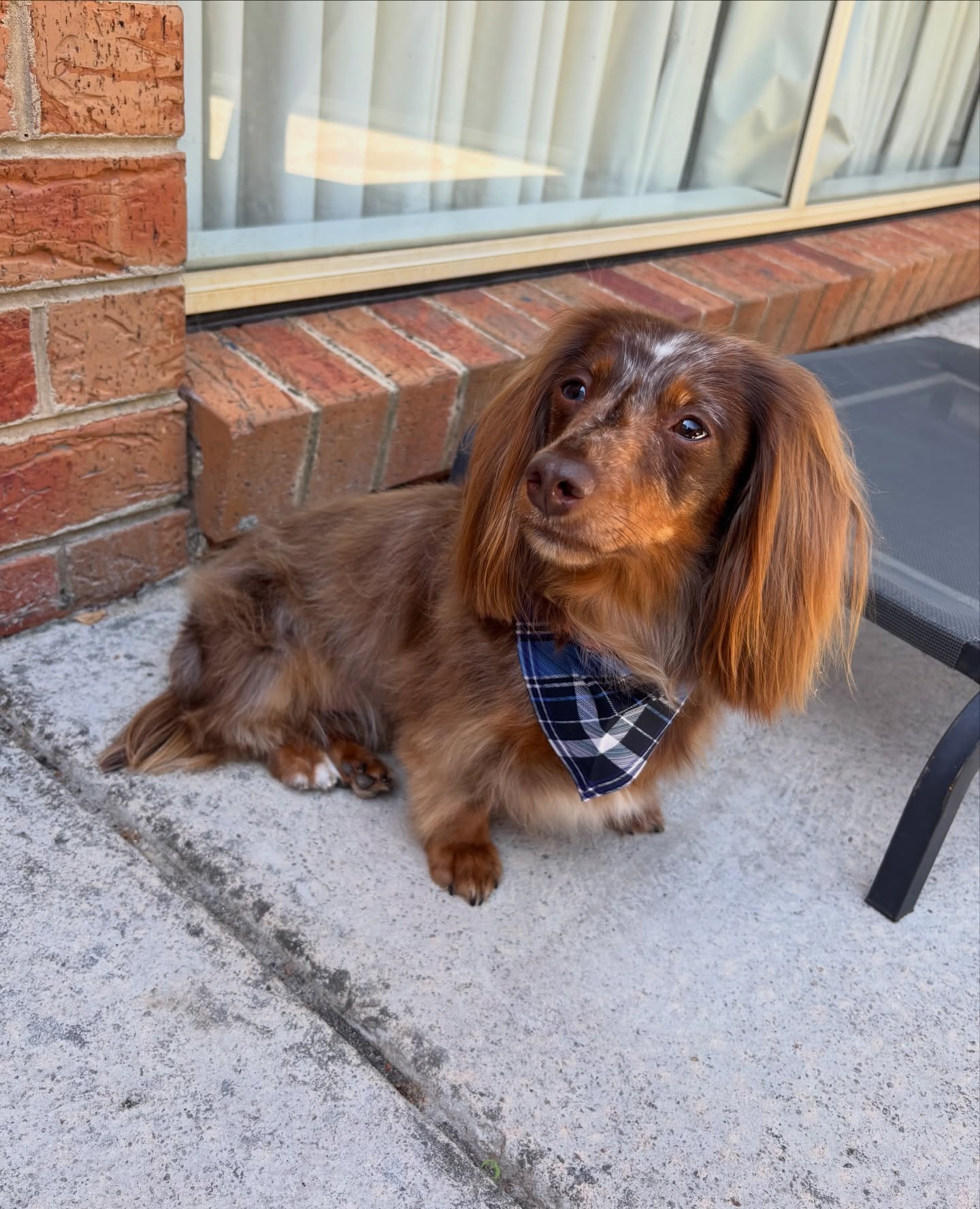 Willow 🤎 

#langwarrindoggrooming #dachshund #langwarrin