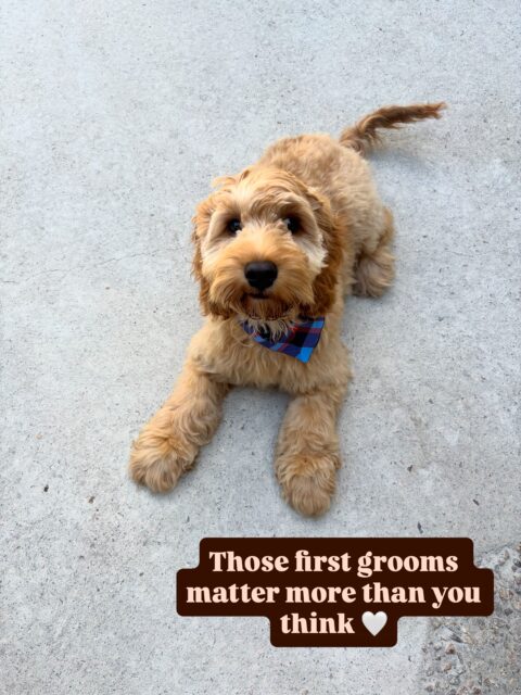 Progress over perfection 🤍

#puppygroom #langwarrindoggrooming