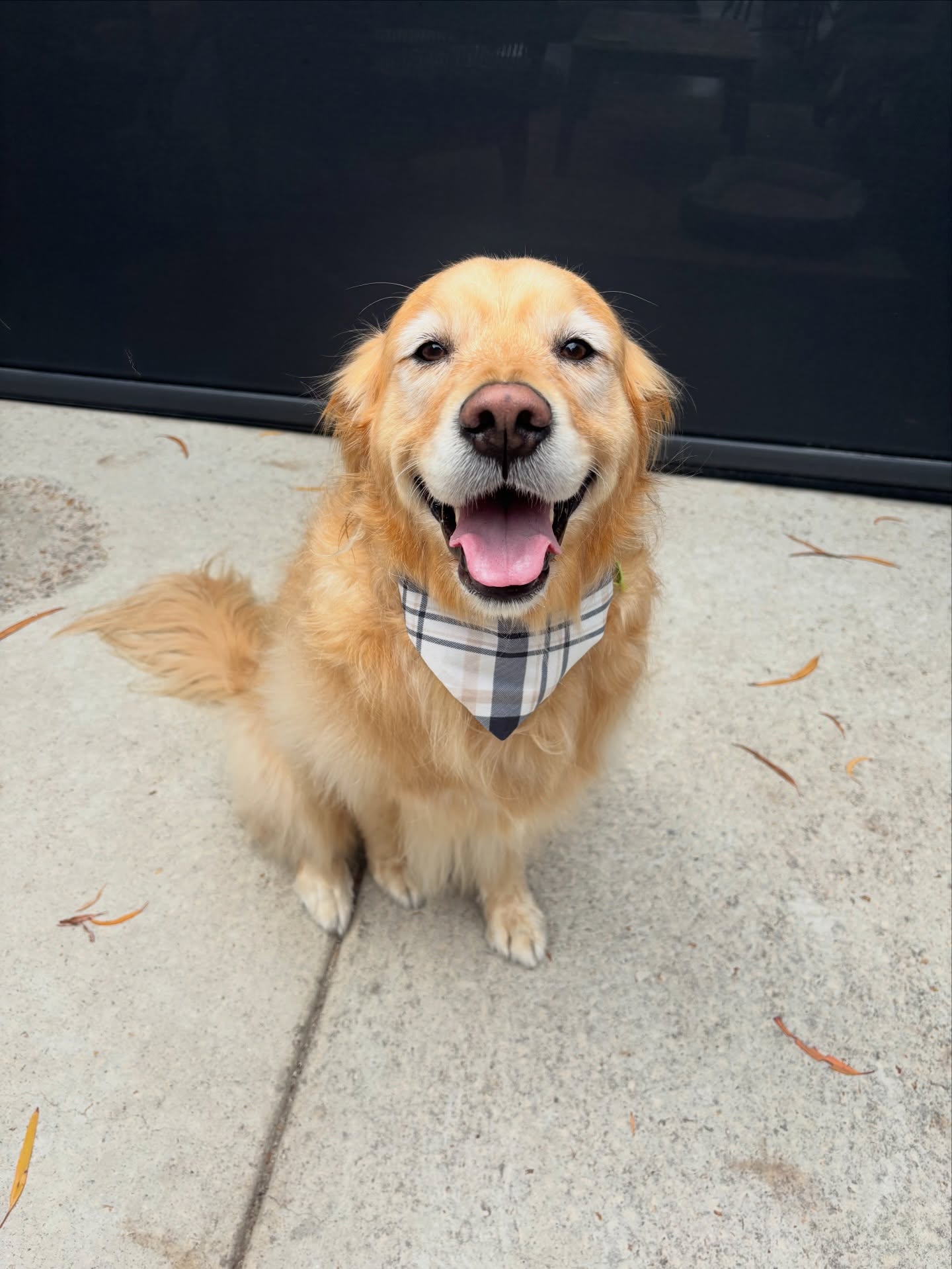 Billie’s all smiles after her pamper session! 💛🥰

#goldenretriever #langwarrin #langwarrindoggrooming