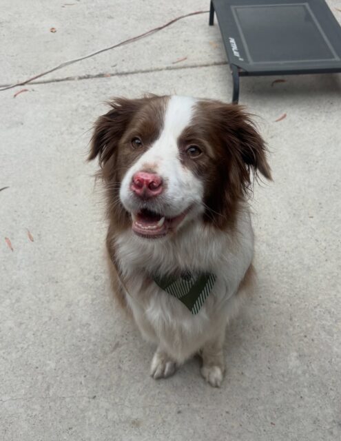 Peppa 🤎

#bordercollie #langwarrindoggrooming #langwarrin
