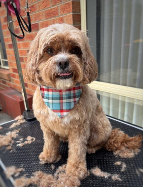 How cute is Billie 🥹🧡

#cavoodle #langwarrindoggrooming #langwarrin