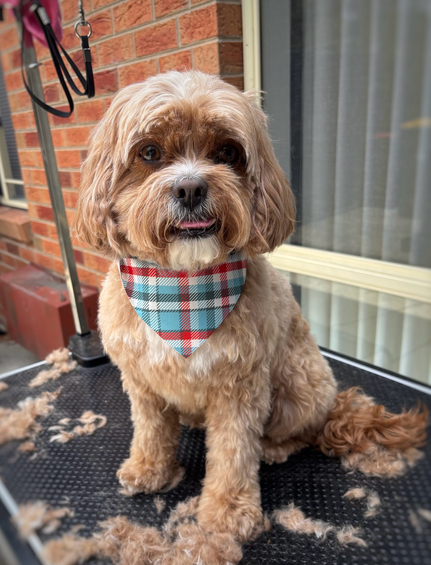 How cute is Billie 🥹🧡

#cavoodle #langwarrindoggrooming #langwarrin