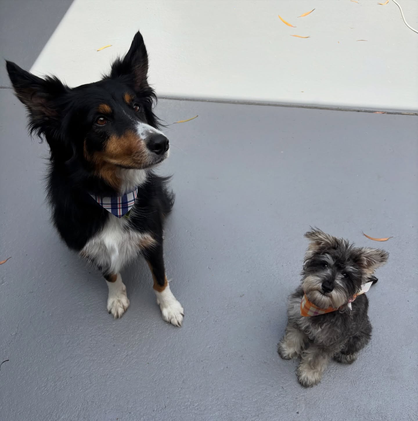 Eddie keeping his little sister company for her first groom 🥹 the sweetest little duo💗

#bordercollie #minischnauzer #langwarrindoggrooming #langwarrin