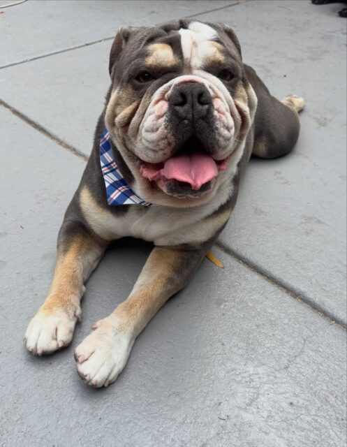 Henry & Buster 🤎🖤

#brittishbulldog #frenchbulldog #langwarrindoggrooming #langwarrin