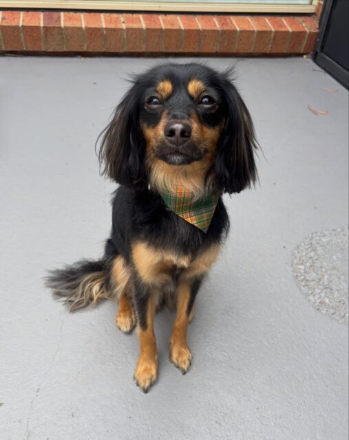 Riley 🖤

#cavoodle #langwarrin #langwarrindoggrooming