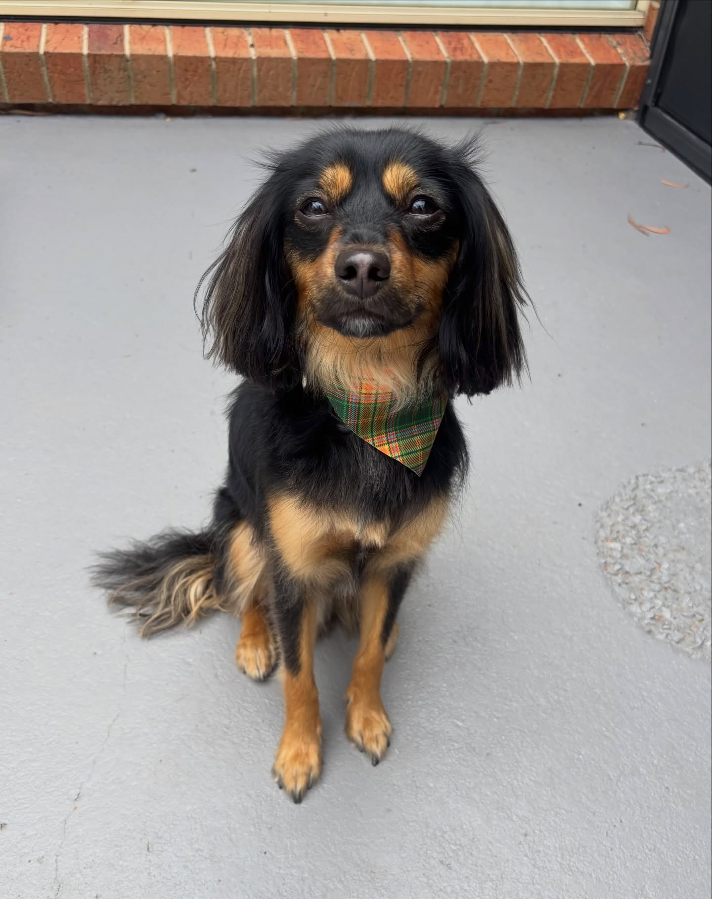 Riley 🖤

#cavoodle #langwarrin #langwarrindoggrooming