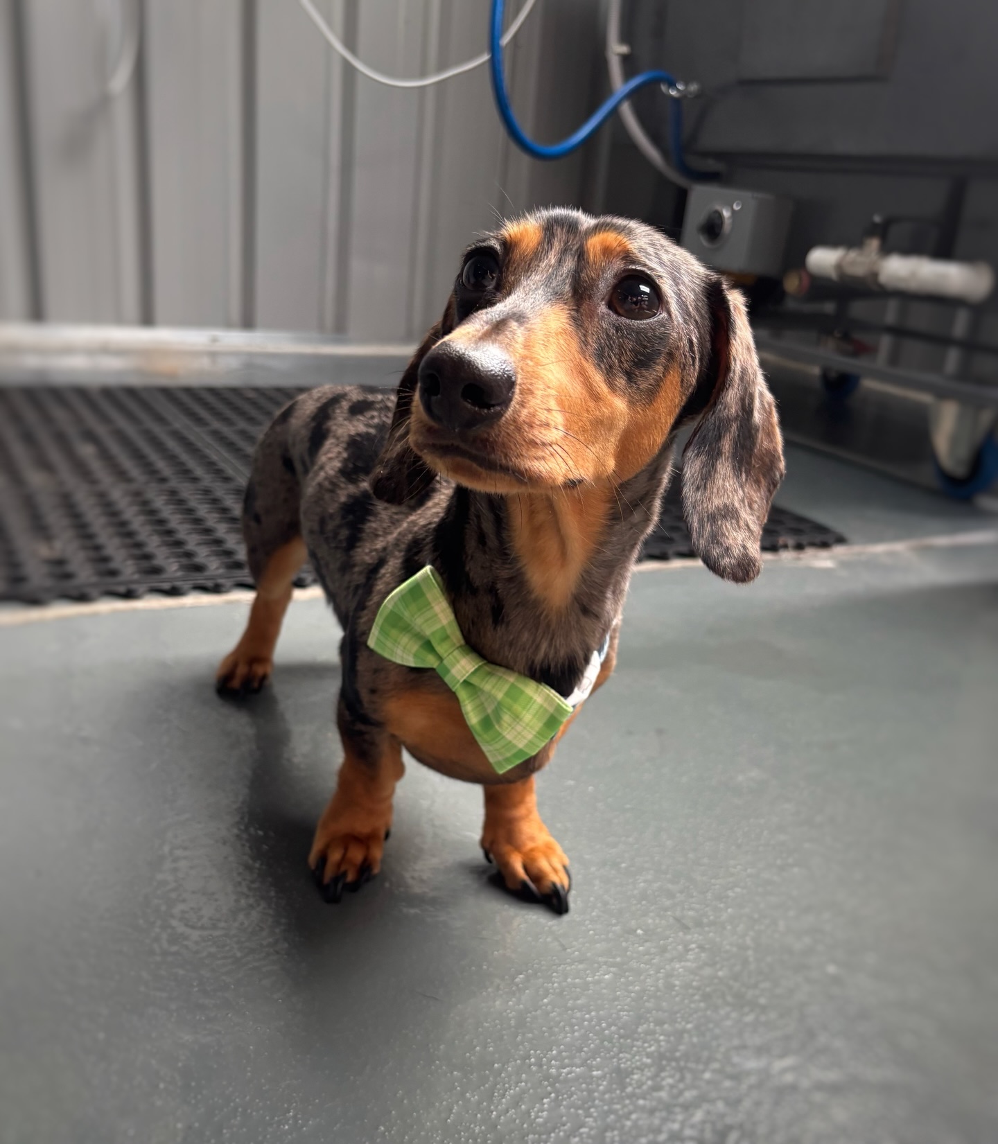 Obsessed with this cutie 🤎

#dachshund #langwarrin #langwarrindoggrooming