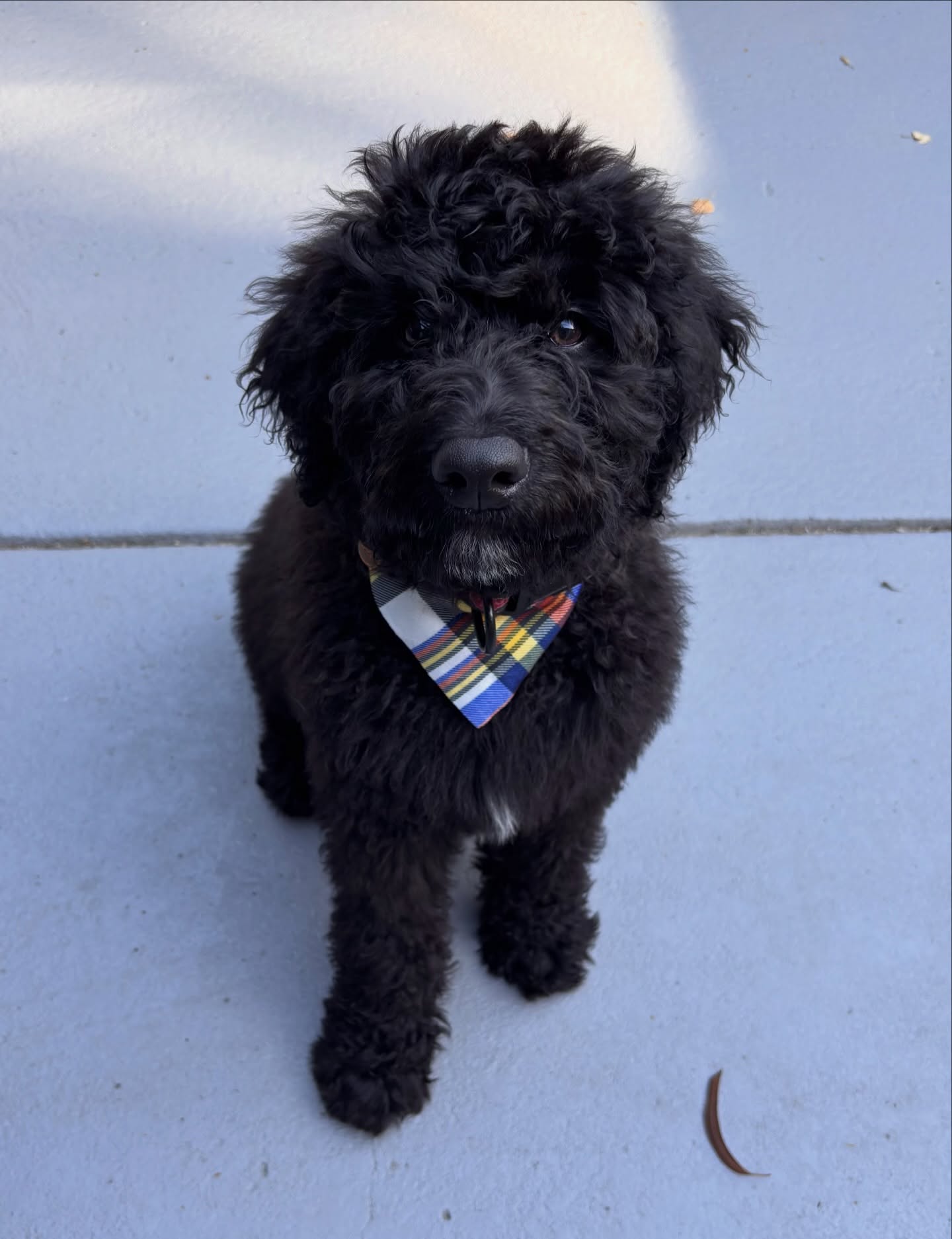 Riley’s first puppy groom 💙🫧

#labradoodle #langwarrindoggrooming #langwarrin
