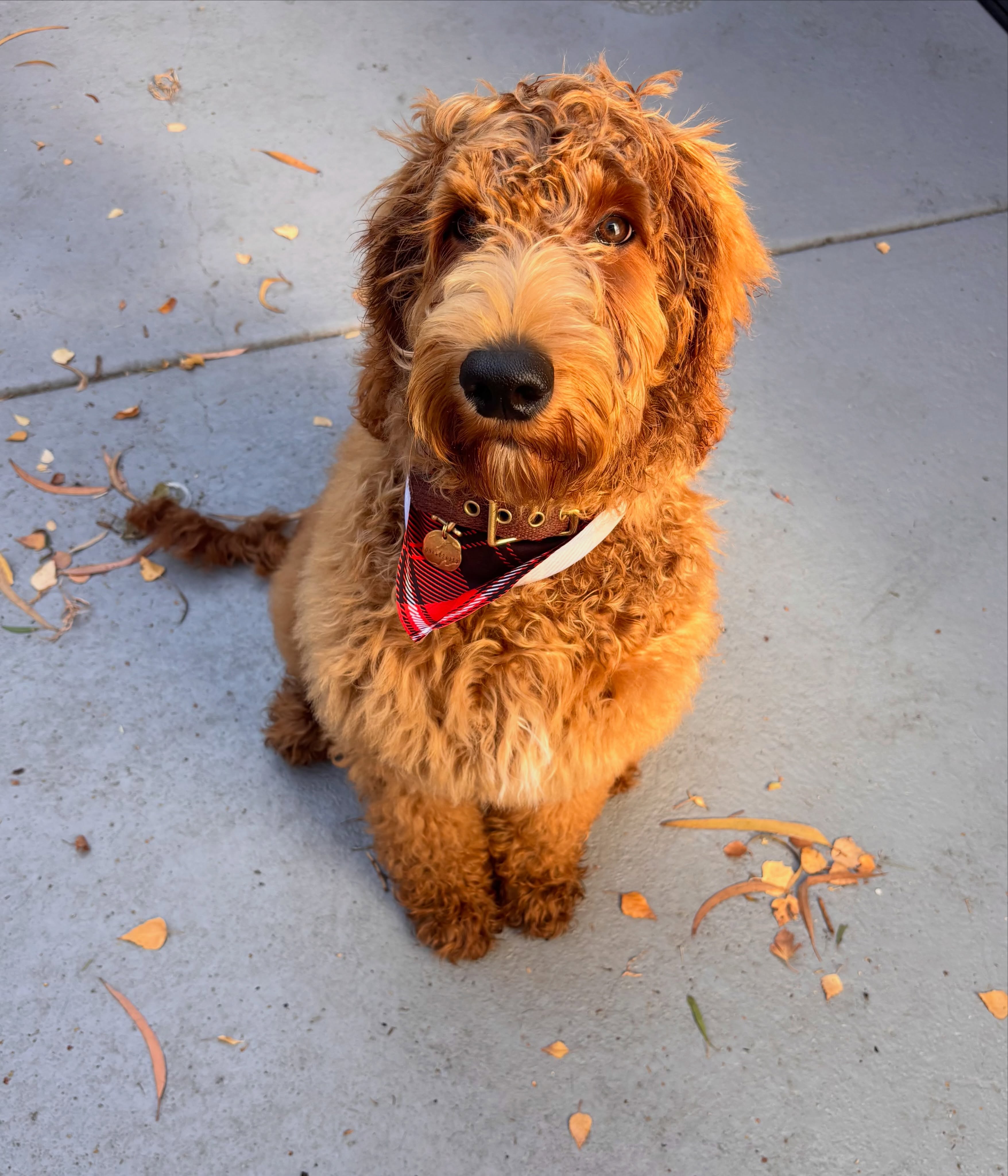 Theodore🧡
#groodle #langwarrin #langwarrindoggrooming