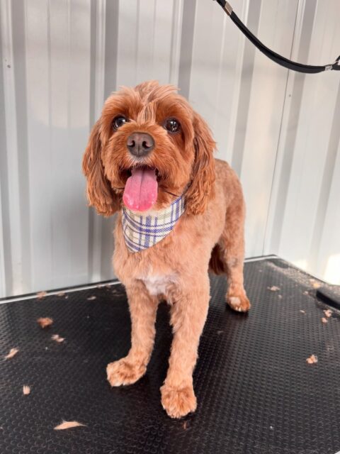 Ivy🧡
#cavoodle #langwarrin #langwarrindoggrooming