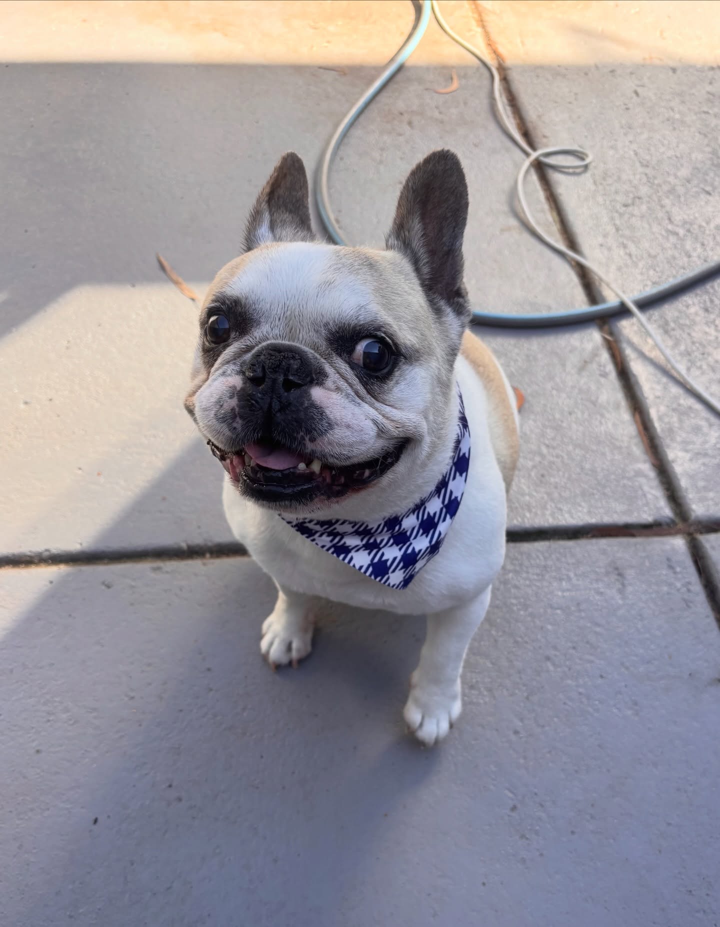 Manu🤍
#frenchie #langwarrin #langwarrindoggrooming
