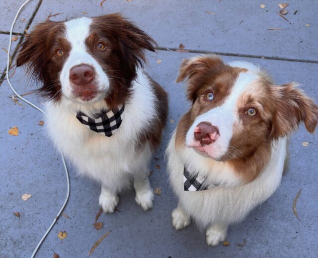 Bundy & Maverick🤎The cutest duo @theborderbrothers__ 

#bordercollie #langwarrin #langwarrindoggrooming
