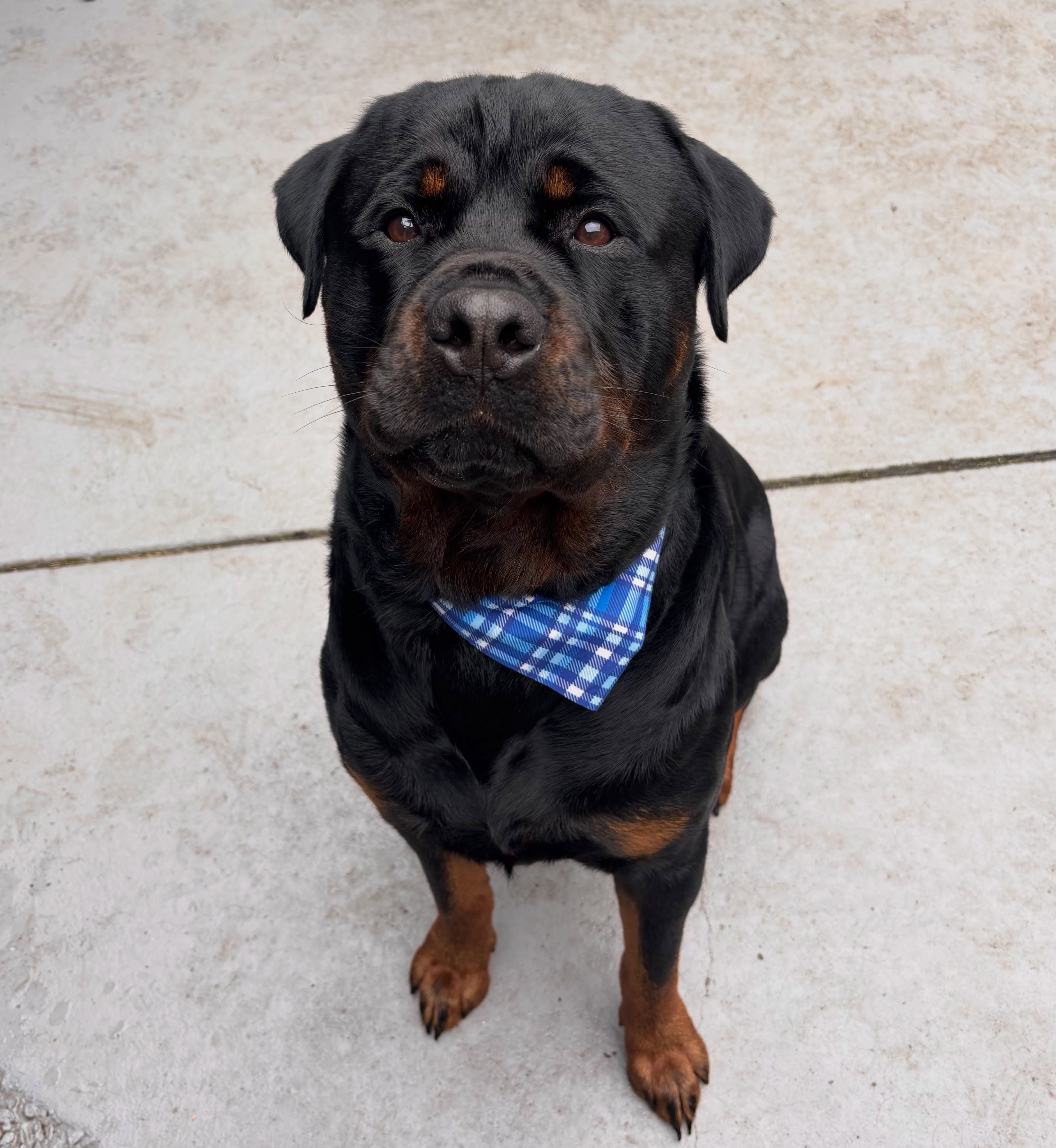 Benji 🖤
#rottweiler #langwarrin #langwarrindoggrooming