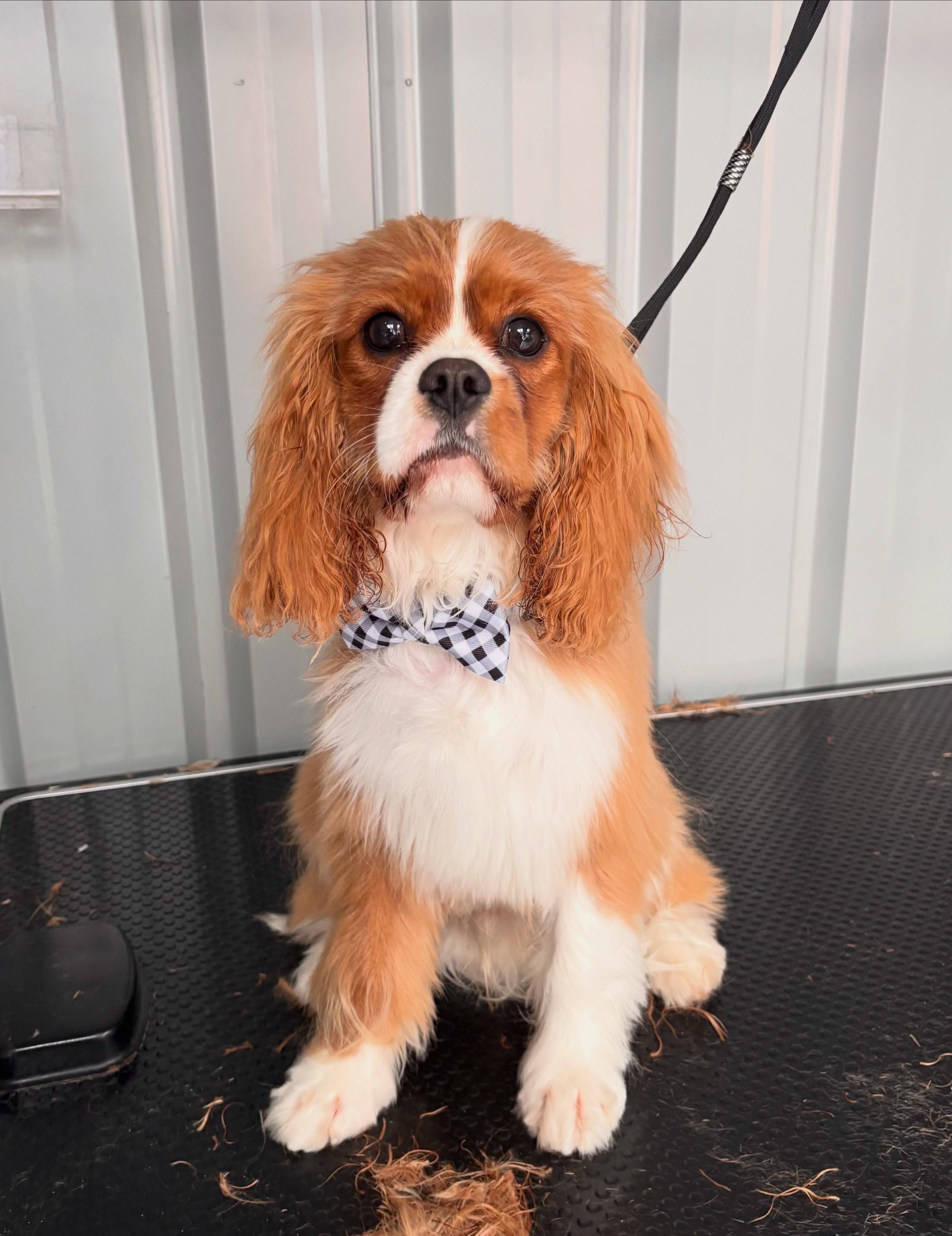 Puppy groom number two for Lincoln and he was a little superstar 🧡🐾
#puppygroom #langwarrin #langwarrindoggrooming #cavalier