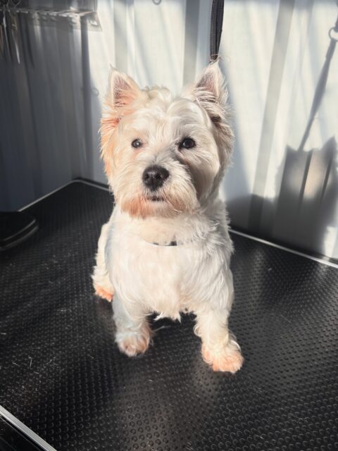 Yuki 🤍
#westernhighlandterrier #langwarrin #langwarrindoggrooming