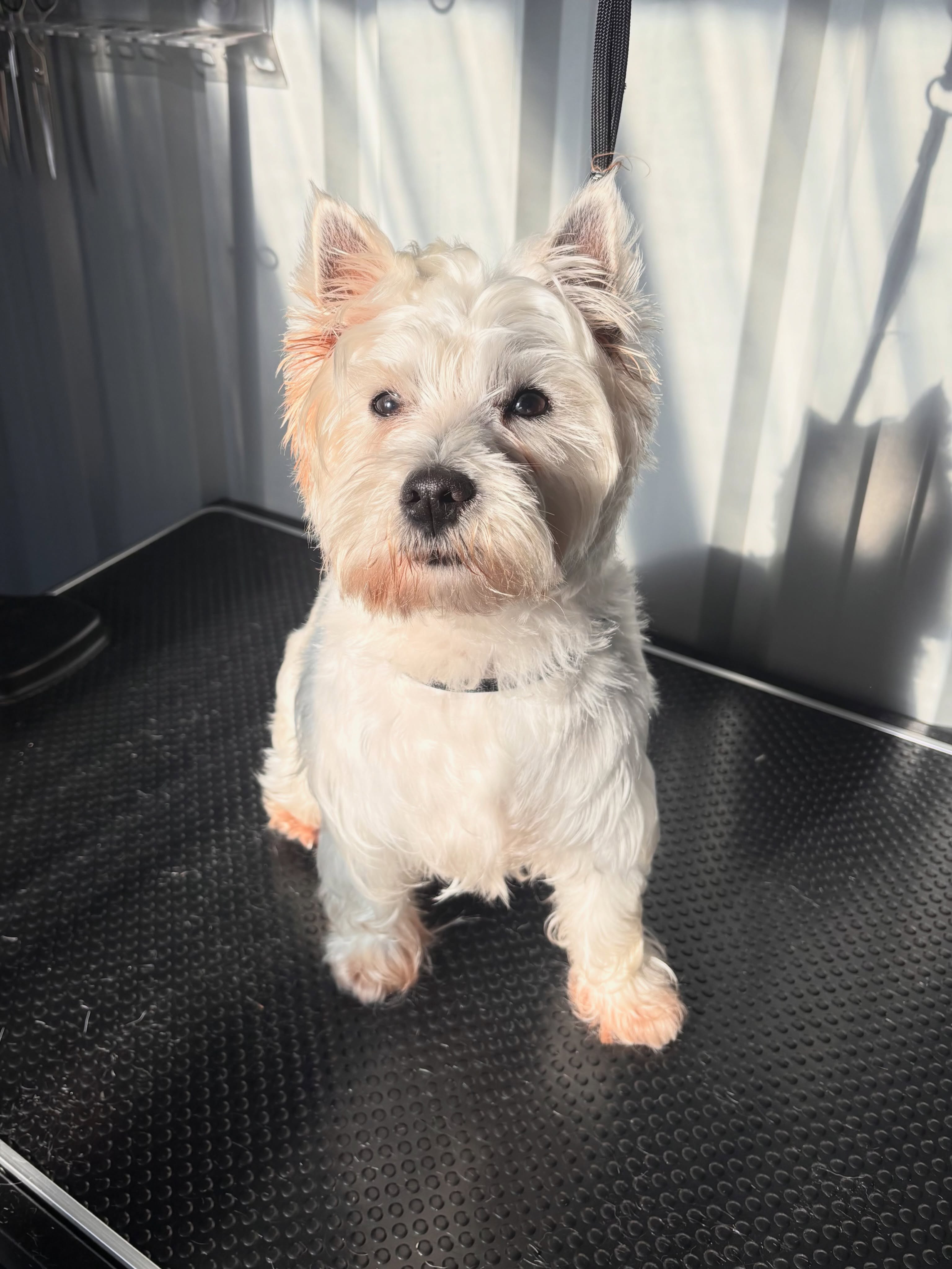 Yuki 🤍
#westernhighlandterrier #langwarrin #langwarrindoggrooming