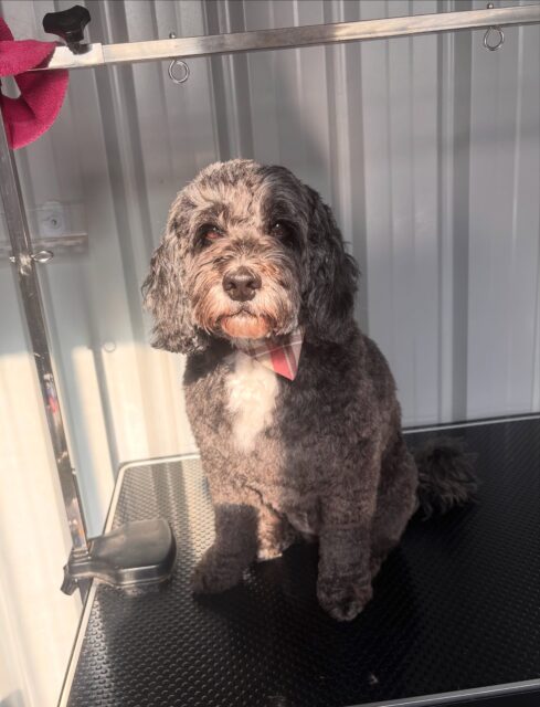 Molly 🩷🐾

#spoodle #langwarrin #langwarrindoggrooming