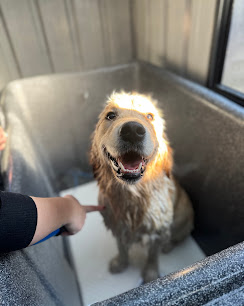 Dog getting a wash and blow dry at Courtney's home-based grooming studio Langwarrin