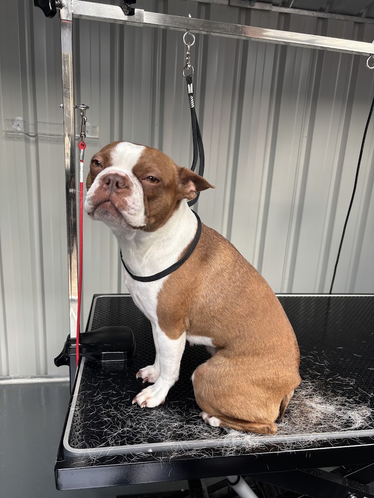 Dog getting a de-shedding treatment at Courtney's Pampered Pets Langwarrin