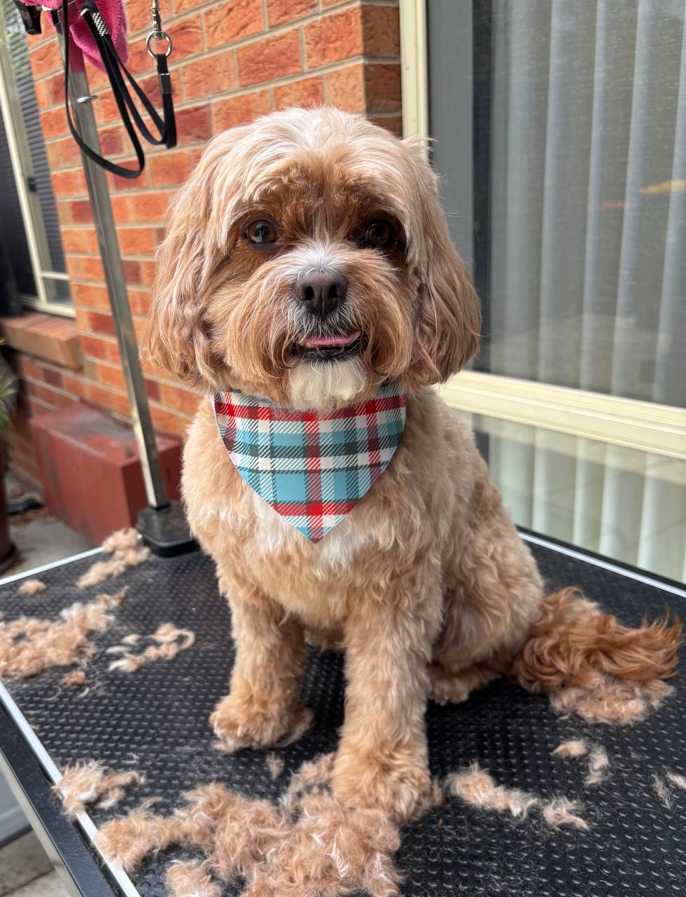 Dog getting a professional groom at Courtney's Pampered Pets Langwarrin