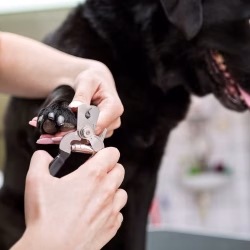 Dog getting a nails clipped at Courtney's Pampered Pets Langwarrin