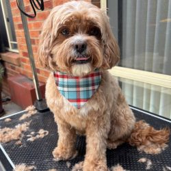 Dog getting a professional groom at Courtney's Pampered Pets Langwarrin