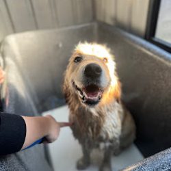 Dog getting a wash and blow dry at Courtney's home-based grooming studio Langwarrin