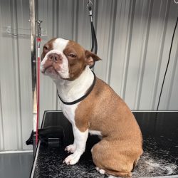Dog getting a de-shedding treatment at Courtney's Pampered Pets Langwarrin